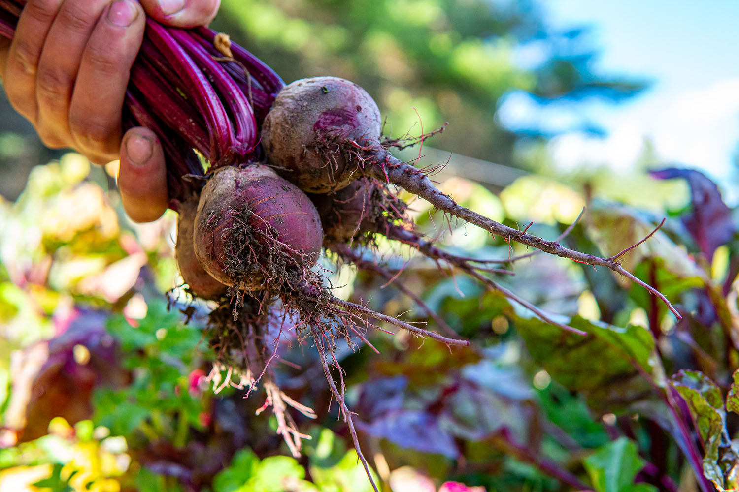 A bunch of beets